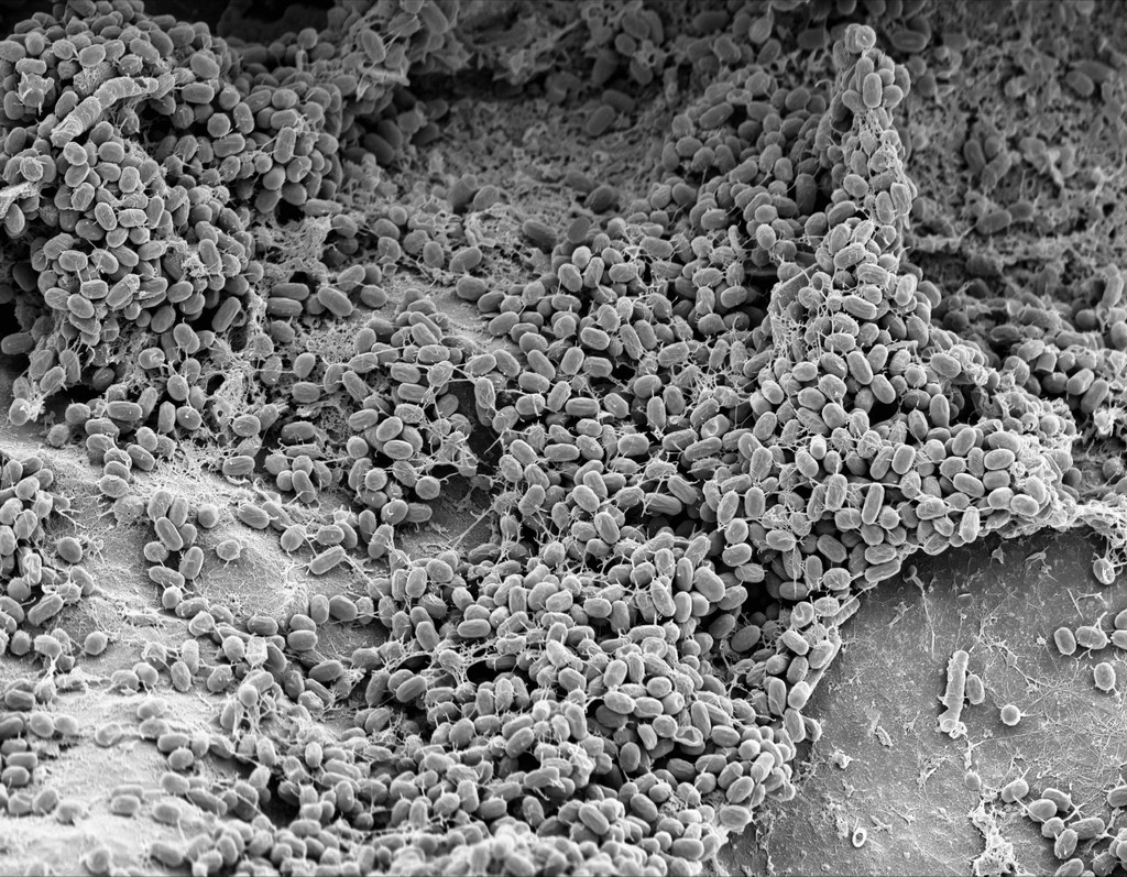 Dinamo Marfa Plasma Ceramic Hi Res3 2048x1593