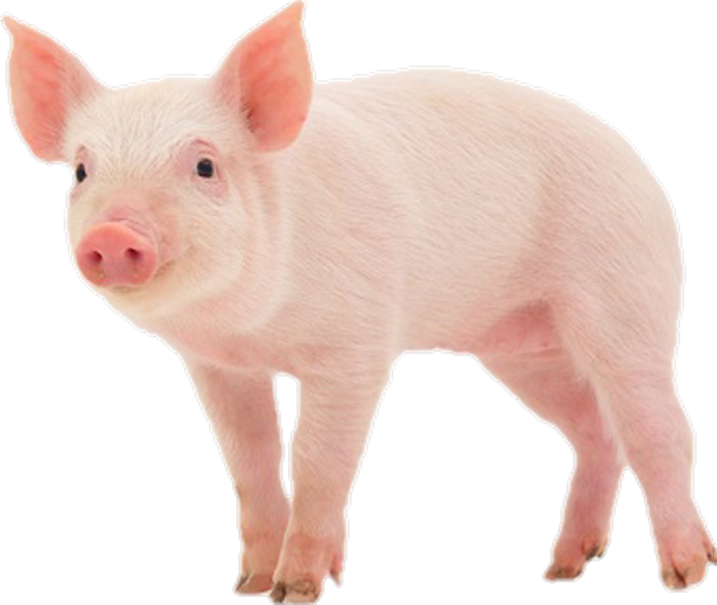 Dinamo Typefaces Otto Pig Sticker