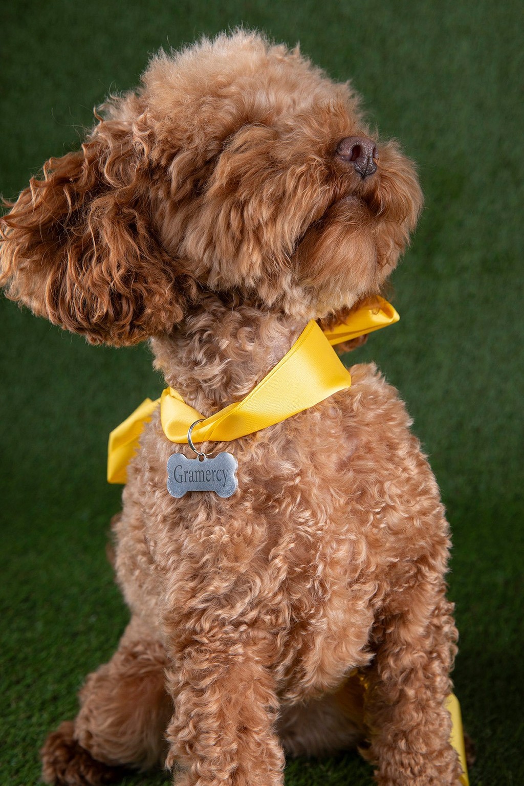 Dinamo Campaign Gramercy Michelle Mantel 2024 Campaign Res RZ1 A1229 srgb