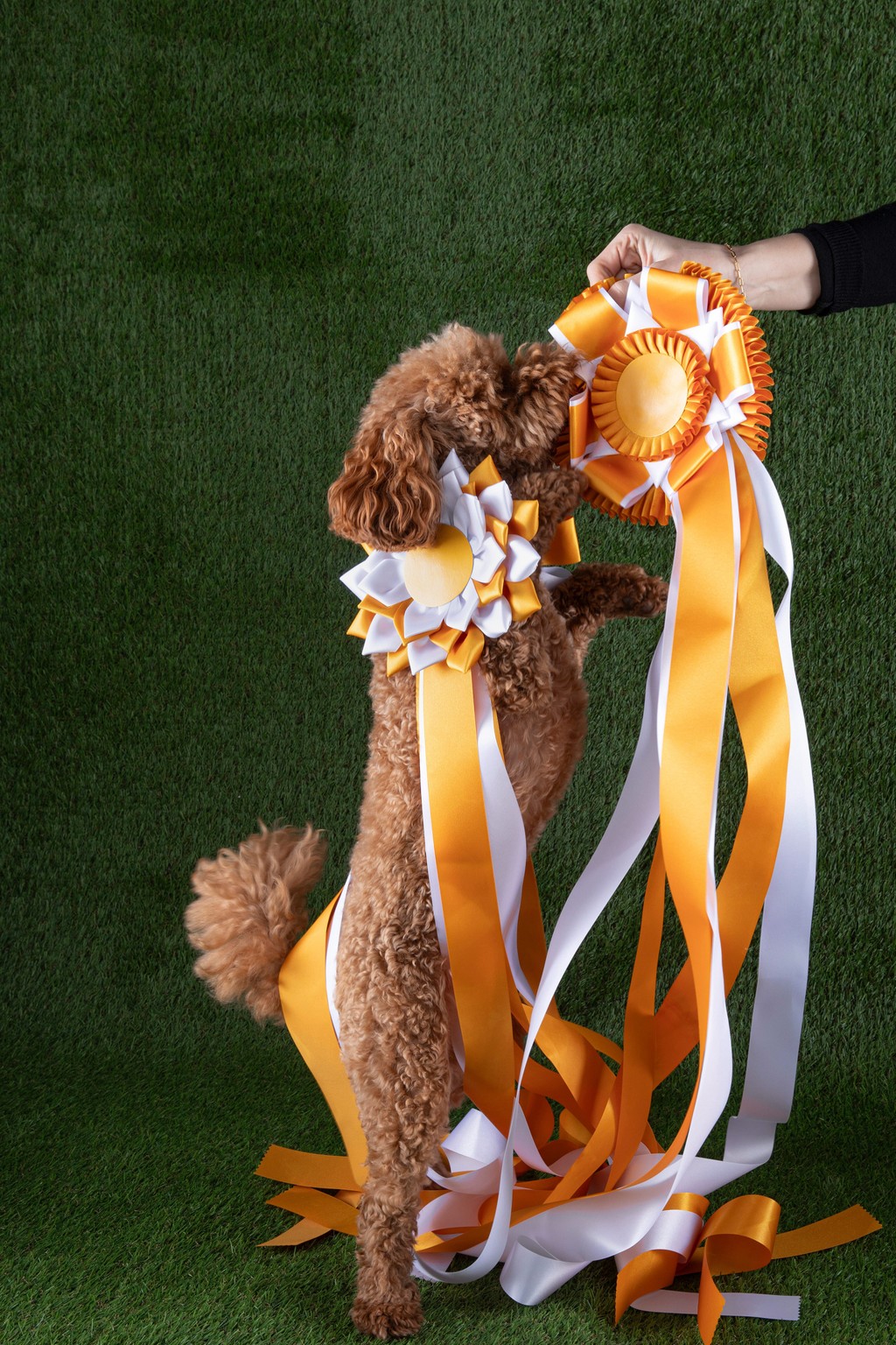 Dinamo Campaign Gramercy Michelle Mantel 2024 Web Res RZ1 A0842 srgb