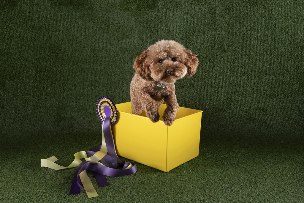 Dinamo Campaign Gramercy Michelle Mantel 2024 Web Res RZ1 A0972