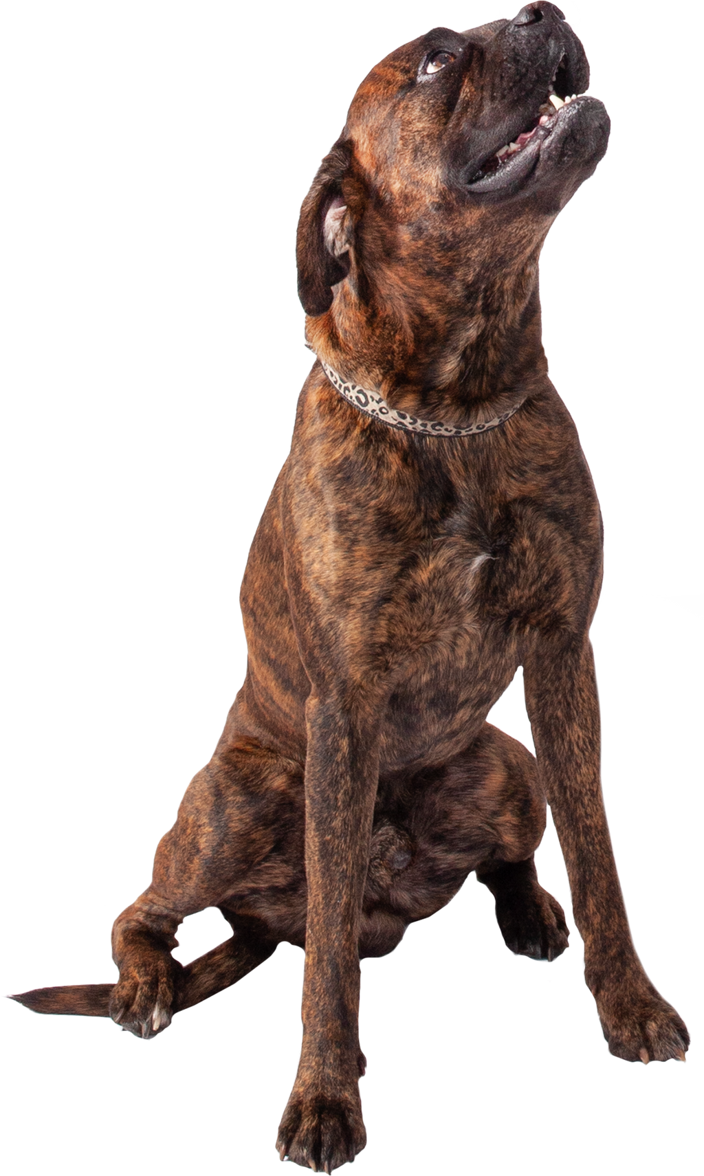 Dinamo Typeface Pelikan Dog Sticker